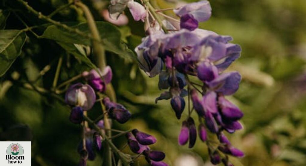 Wisteria (Bush/Vine)
