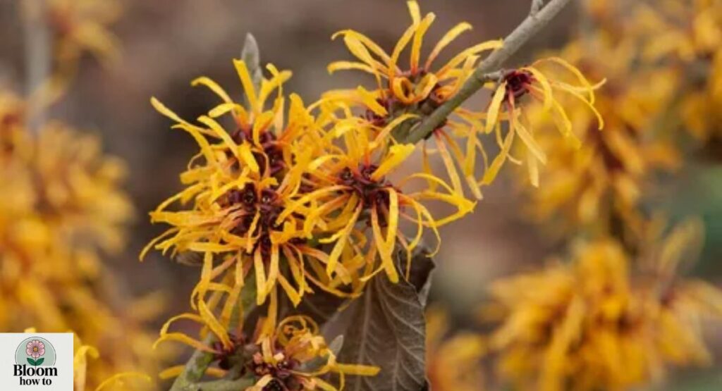 Witch Hazel
