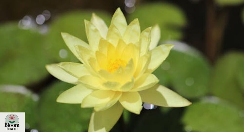 Yellow Aquatic Flowers