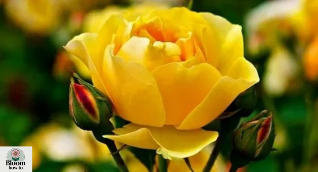 Yellow Rose