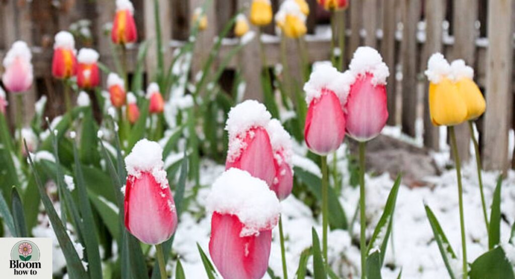 Winter Tulips
