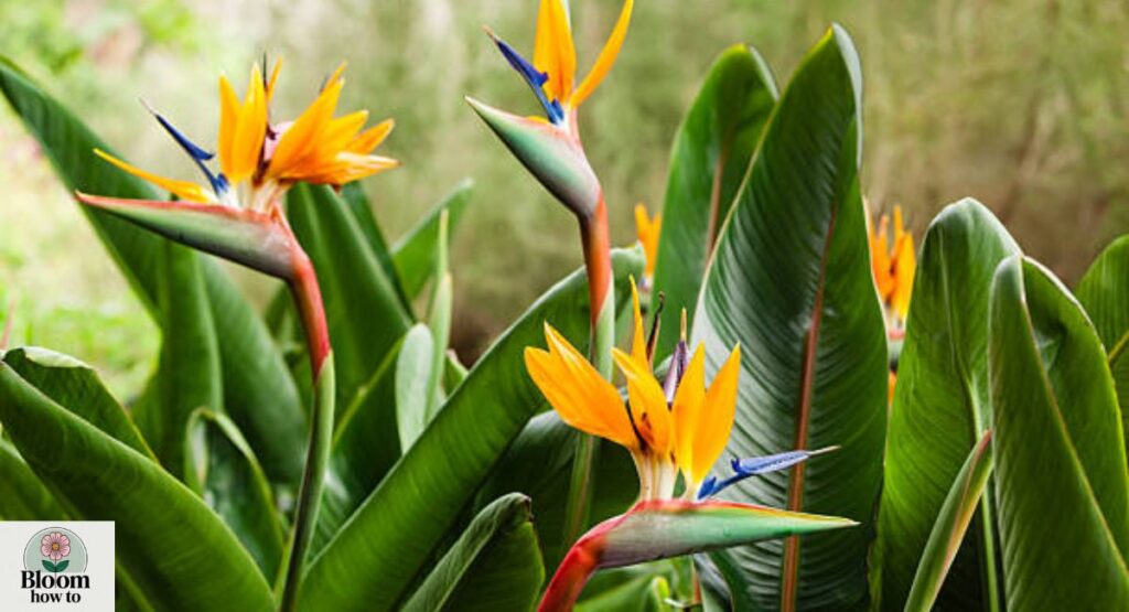 Bird of Paradise