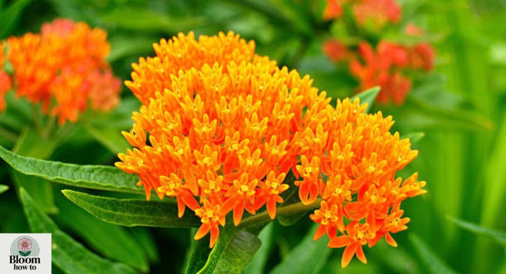 Butterfly Weed