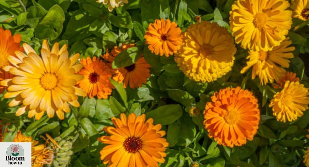 Calendula