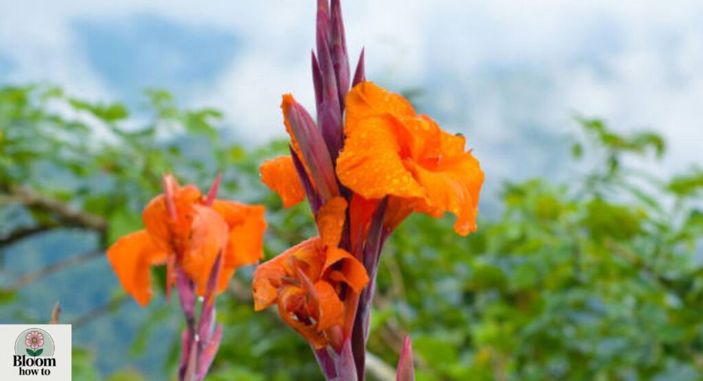 Canna Lily