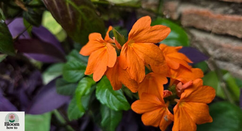 Crossandra