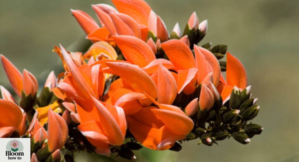 Flame of the Forest (Butea Monosperma)