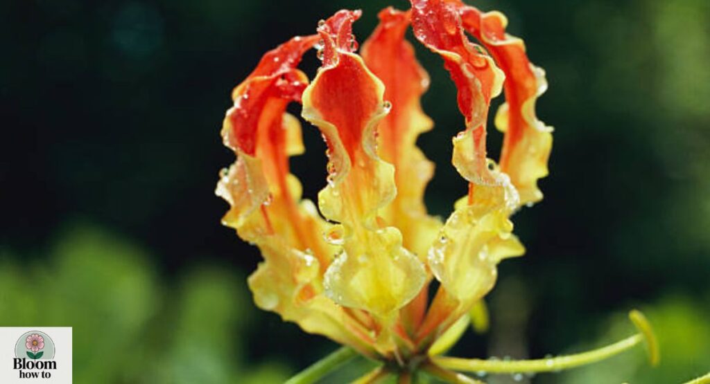Gloriosa Lily