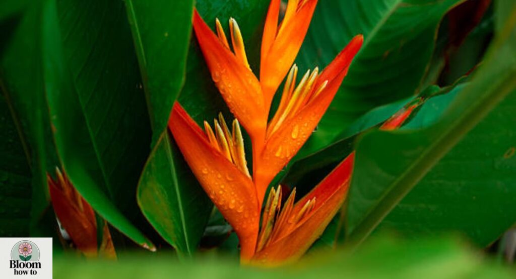 Heliconia