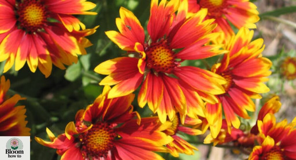 Indian Blanket