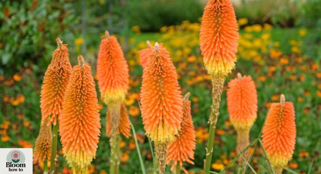 Kniphofia (Red Hot Poker)