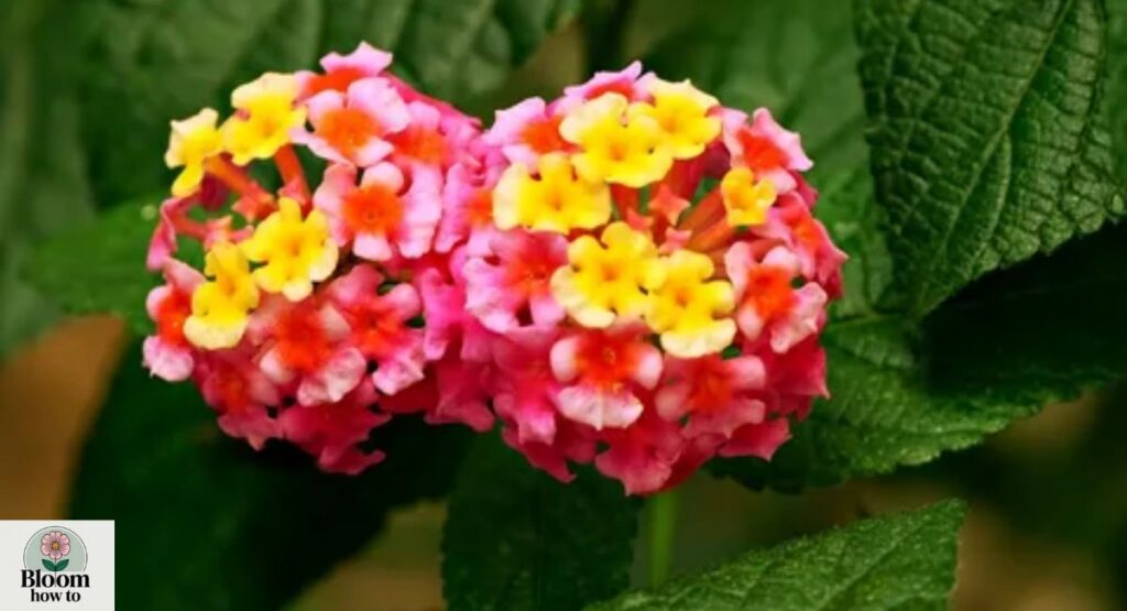 Lantana
