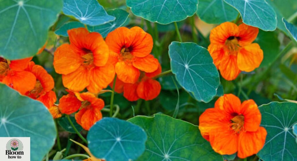 Nasturtium