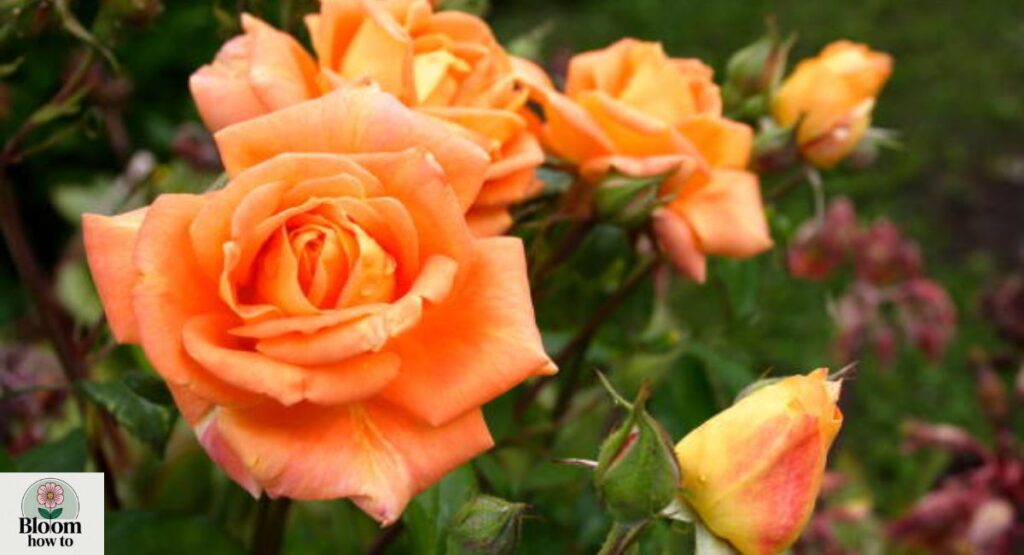 Orange Rose
