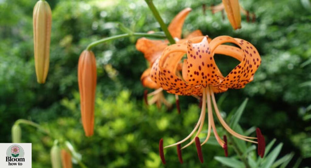 Tiger Lily