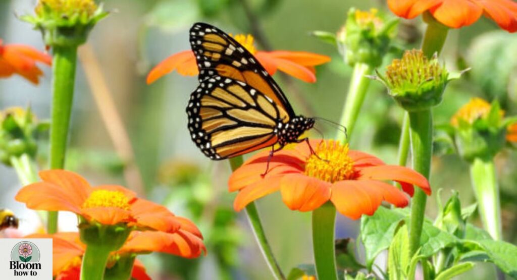 Tithonia (Mexican Sunflower)